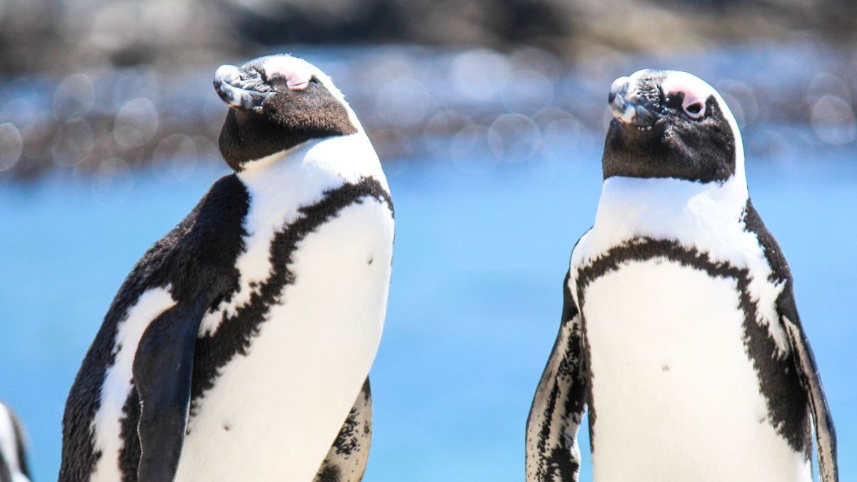 EEP page - African penguin EEP, image size:1200x675